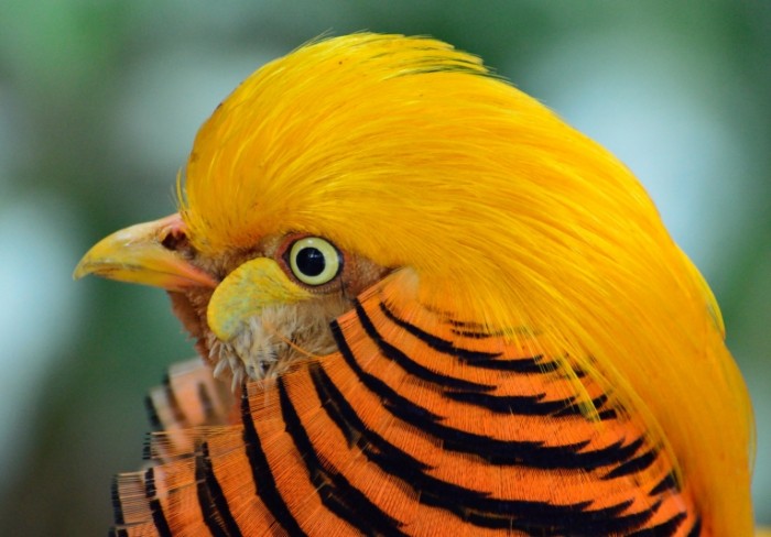 E`kzoticheskaya ptitsa zolotoy fazan Exotic bird golden pheasant 5573  3892 700x488 Экзотическая птица, золотой фазан   Exotic bird, golden pheasant